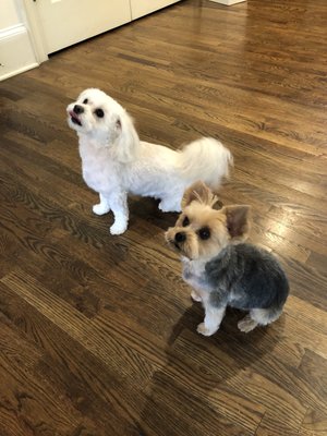 Furside East Atlanta Pet Grooming by null