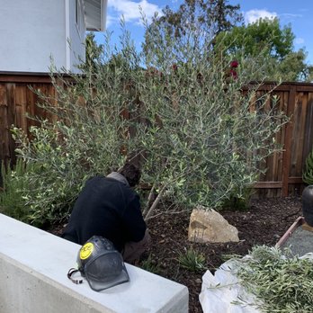 Diamond Arborist Service - One of the last minute olive trees - Tree Services Near Me - Laguna Hills, California Diamond Arborist Service - One of the last minute olive trees - Tree Services Near Me - Laguna Hills, California