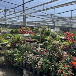 Certified Plant Growers
