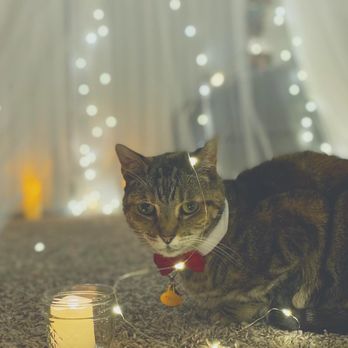 Sarah O. Jewelry - Our cat Tina dressed up for the proposal! - Bridal Near Me - Denver, Colorado