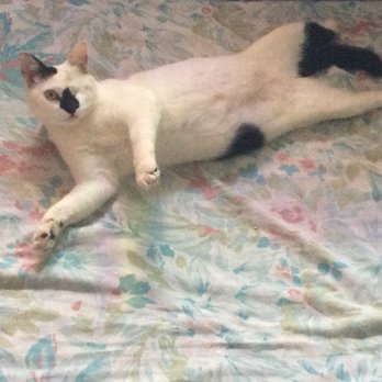 Cats - Lucky - Active Life Near Me - Planta de Lucena, PB