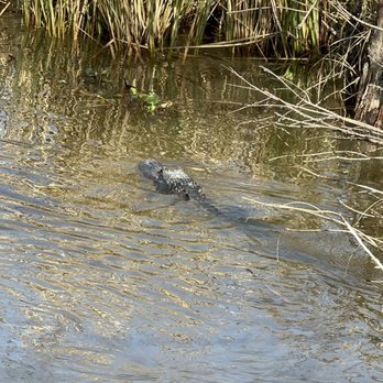Jean Lafitte Swamp Tour - Boat Tours Near Me - Marrero, Louisiana