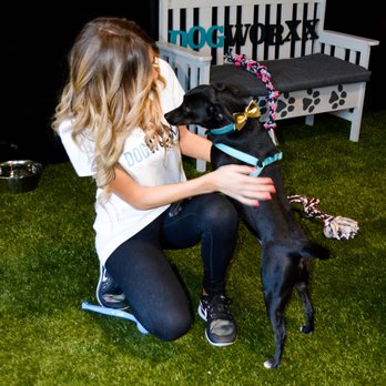 Dogworxx - Business Owner & dog lover Tiffany H! - Pet Sitting Near Me - Tacoma, Washington