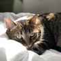 Photo of Paws Cause Low-Cost Pet Cremation 