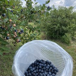 Ottawa Farms - Blueberries