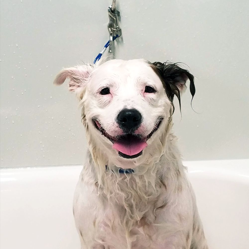 MUDDY PAWS DOG GROOMING 19 Photos & 47 Reviews Pet Stores 7207