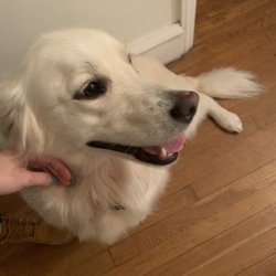 Karen's Diva Dog Pet Spa - Top of her nose completely raw