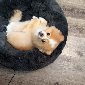 Cody & Miley Pet Grooming - Chibi post groom - Pet Groomers Near Me - Rosemead, California