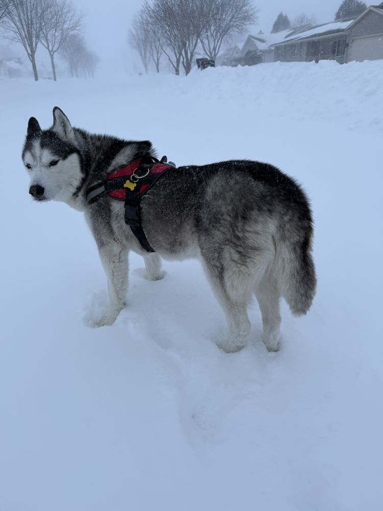 Countrycare Animal Complex - pet boarding facility in Green Bay, WI