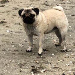 Dogette Small Dog Pet Care - Trippy the amazing Pug!