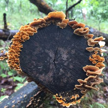 Forest Park Nature Center - Turkey tail mushrooms? After a summer rain - Parks Near Me - Peoria Heights, Illinois