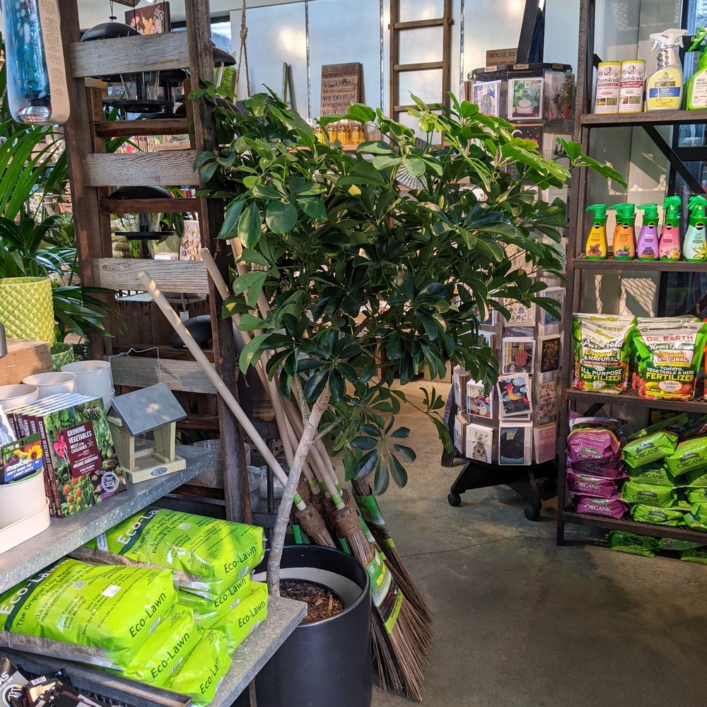 Ravenna Gardens - Big schefflera. - Nurseries & Gardening Near Me - Seattle, Washington