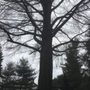 Ron's Tree Service & Stump Grinding