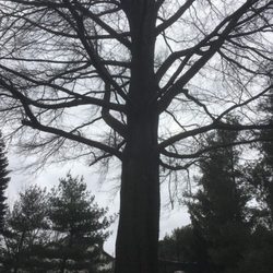 Ron's Tree Service & Stump Grinding - Tree work and stump removal