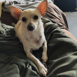 Sonoma Deep Tissue Massage - Support dog "Tinker"