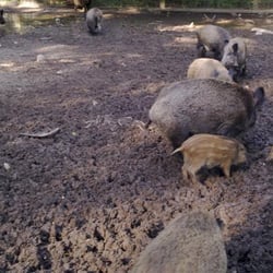Wildgatter im Stadtwald