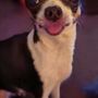 Photo of Westside Animal Hospital