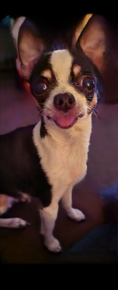 Westside Animal Hospital - pet boarding facility in Pooler, GA