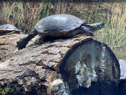Royal Alberta Museum by null