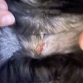 The Groomery - Cut or burn. - Pet Groomers Near Me - Waxhaw, North Carolina The Groomery - Cut or burn. - Pet Groomers Near Me - Waxhaw, North Carolina