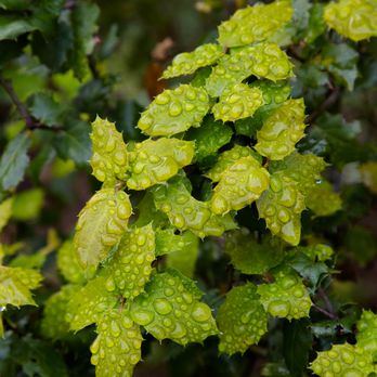Big Canyon Park - oak leaves with droplets - Parks Near Me - San Carlos, California Big Canyon Park - oak leaves with droplets - Parks Near Me - San Carlos, California