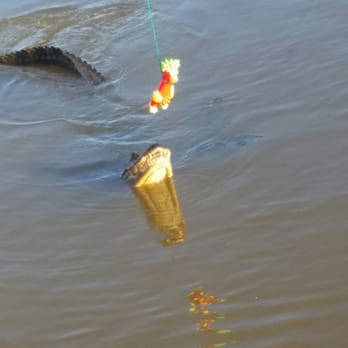 Airboat Adventures - Chicken little was bait - Boat Tours Near Me - Lafitte, Louisiana