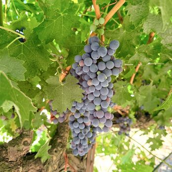 Platypus Wine Tours - Wineries Near Me - Napa, California