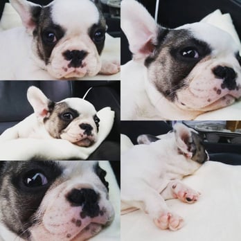 Silver Birch Kennels - One our newest family members.. - Pet Boarding Near Me - Surrey, British Columbia Silver Birch Kennels - One our newest family members.. - Pet Boarding Near Me - Surrey, British Columbia