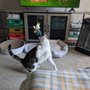 Photo of PurrSit Cat Sitting
