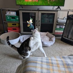 PurrSit Cat Sitting