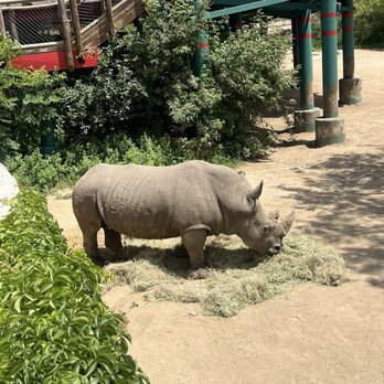 San Antonio Zoo - Zoos Near Me - San Antonio, Texas San Antonio Zoo - Zoos Near Me - San Antonio, Texas