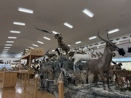 Bryce Wildlife Adventure by null