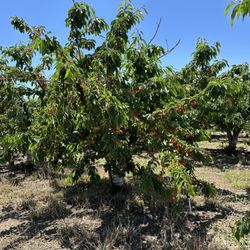 Marsh Creek Cherries - No ladders needed, yet!
