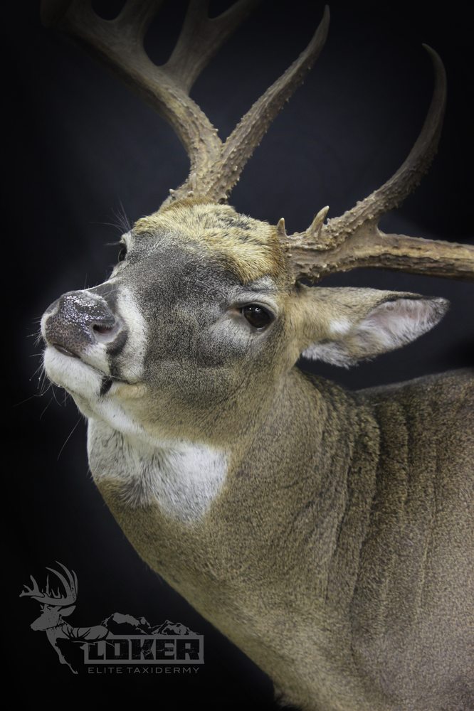 Loker Elite Taxidermy - taxidermy in Catoosa, OK