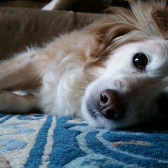 Greentree Animal Clinic - My pup Theo who is regular patient at Greentree. - Veterinarians Near Me - Pittsburgh, Pennsylvania Greentree Animal Clinic - My pup Theo who is regular patient at Greentree. - Veterinarians Near Me - Pittsburgh, Pennsylvania