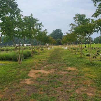 Sweethaven Lavender - Fields - Farms Near Me - Williamsburg, Virginia Sweethaven Lavender - Fields - Farms Near Me - Williamsburg, Virginia