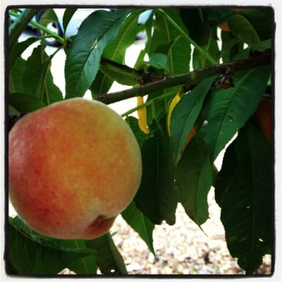 Truly Living Well Center for Natural Urban Agriculture - Collegetown Farm by null