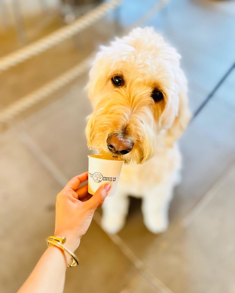 SHORELINE VETERINARY HOSPITAL Updated August 2024 29 Reviews