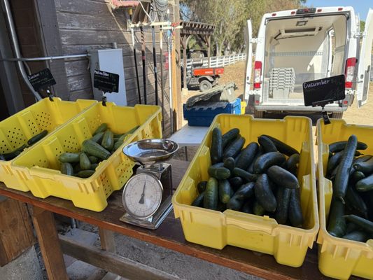 Coastal Roots Farm by null