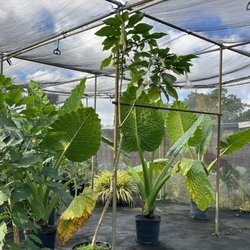 Fraga's Nursery