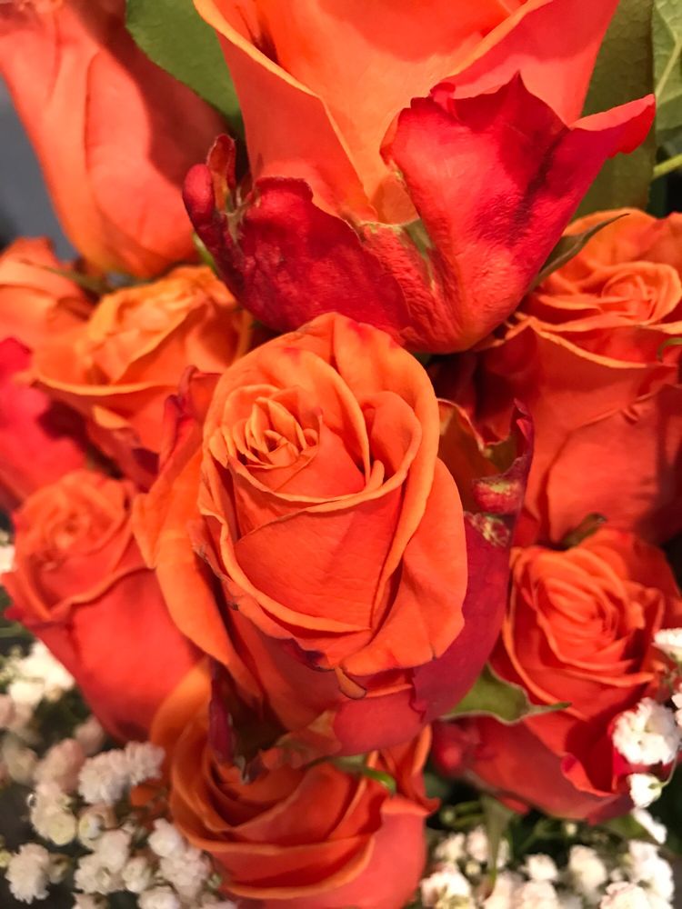 PETALS 2 GO FLORIST 46 Photos & 34 Reviews 280 Branford Rd, North