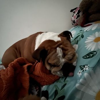 Gulliver Edward D Ms DVM - Day after seeing Dr. Gulliver! Content and relaxing! Thank you Dr. Gulliver! - Veterinarians Near Me - Aiea, Hawaii Gulliver Edward D Ms DVM - Day after seeing Dr. Gulliver! Content and relaxing! Thank you Dr. Gulliver! - Veterinarians Near Me - Aiea, Hawaii