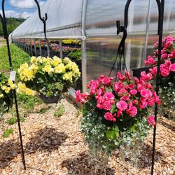 Rise and Shine Greenhouses and Nursery