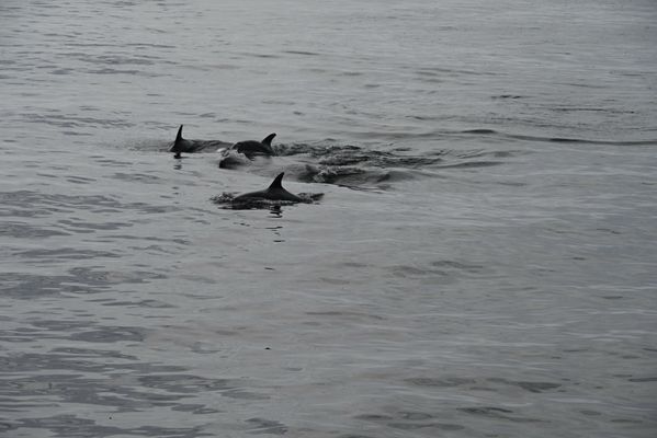 City Cruises by null