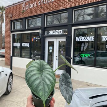 Plant Shoppe - Alocasia Dragon Scale - Nurseries & Gardening Near Me - San Antonio, Texas Plant Shoppe - Alocasia Dragon Scale - Nurseries & Gardening Near Me - San Antonio, Texas
