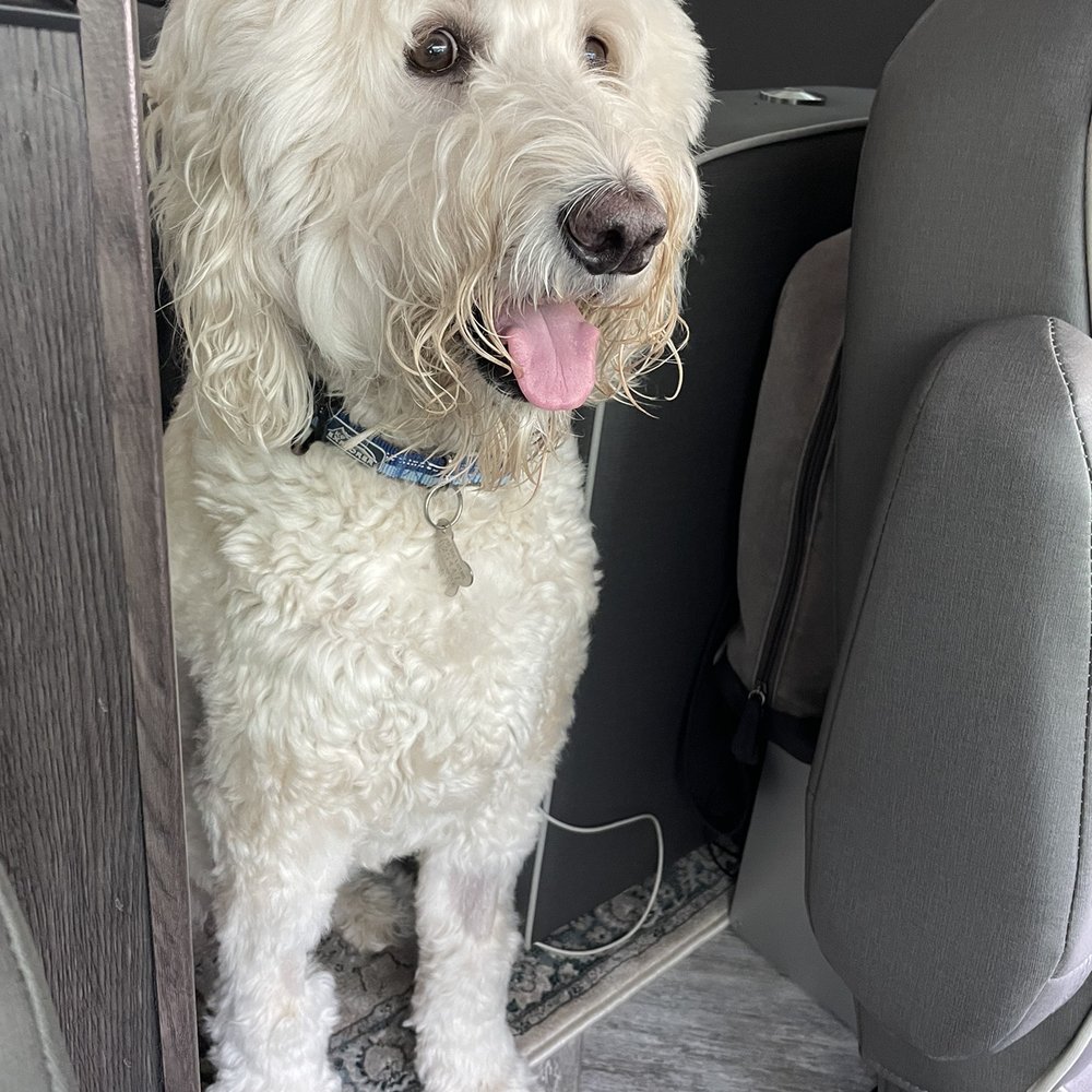 Cosmo labradoodle with Addison's disease ! VCA was great Cosmo labradoodle with Addison's disease ! VCA was great
