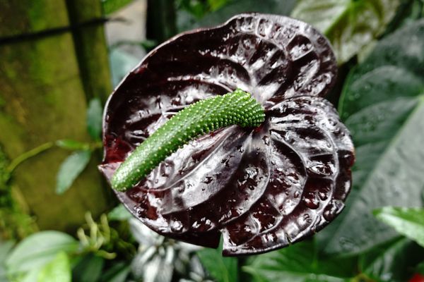 Conservatory of Flowers by null