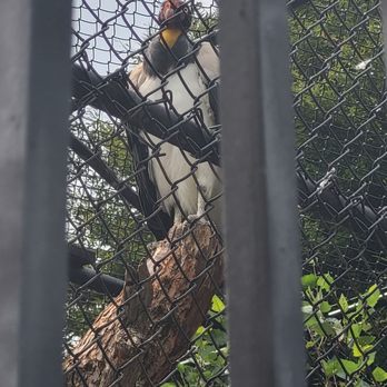 National Aviary - Free to see from the park - Zoos Near Me - Pittsburgh, Pennsylvania