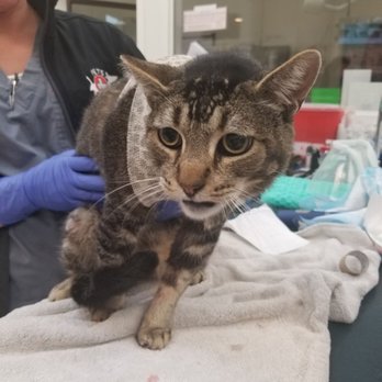 PETS Referral Center - Doped up before his surgery. They were so good to my boy - Veterinarians Near Me - Berkeley, California PETS Referral Center - Doped up before his surgery. They were so good to my boy - Veterinarians Near Me - Berkeley, California