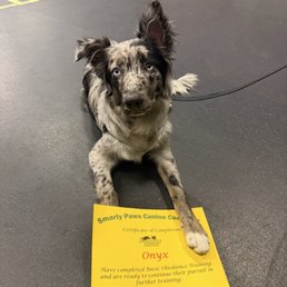 Obedience Training Obedience Training